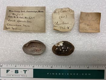 Media type: image; Malacology 5418   Description: specimens and labels for Mala 5418;